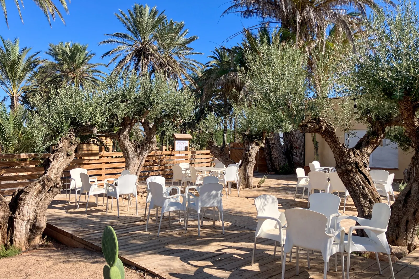 Terraza con mesas entre olivos y palmeras del camping